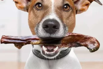 Chew On This: All-Natural Beef Pizzle For Your Puppies Pleasure!