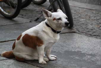 Longevity  for your dog